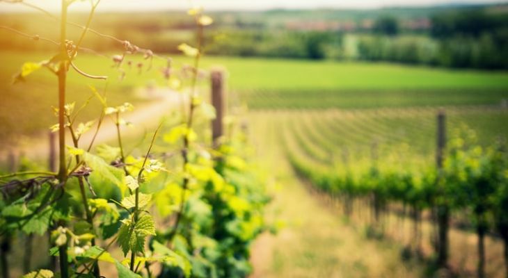 Evropa se připravuje na změny klimatu. Některá vinařství chystají přesun.