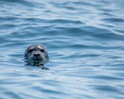 Tající ledovce ohrožují tulení populaci