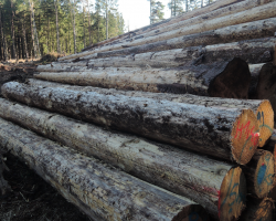 Masivní těžba lesů začala ovlivňovat klima. Způsobuje více emisí než auta. Česko kvůli tomu bude muset platit astronomické částky za překročení limitů emisí. 