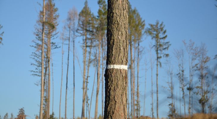 Kůrovcem zničený les v Jeseníkách