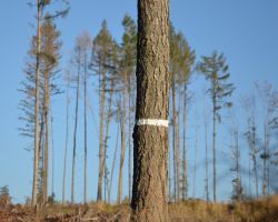 Kůrovcem zničený les v Jeseníkách