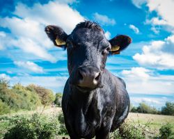 50 světových vůdců a vůdkyň bylo před klíčovou klimatickou událostí vyzváno ke „zdanění uhlíku“ u masa a mléčných výrobků